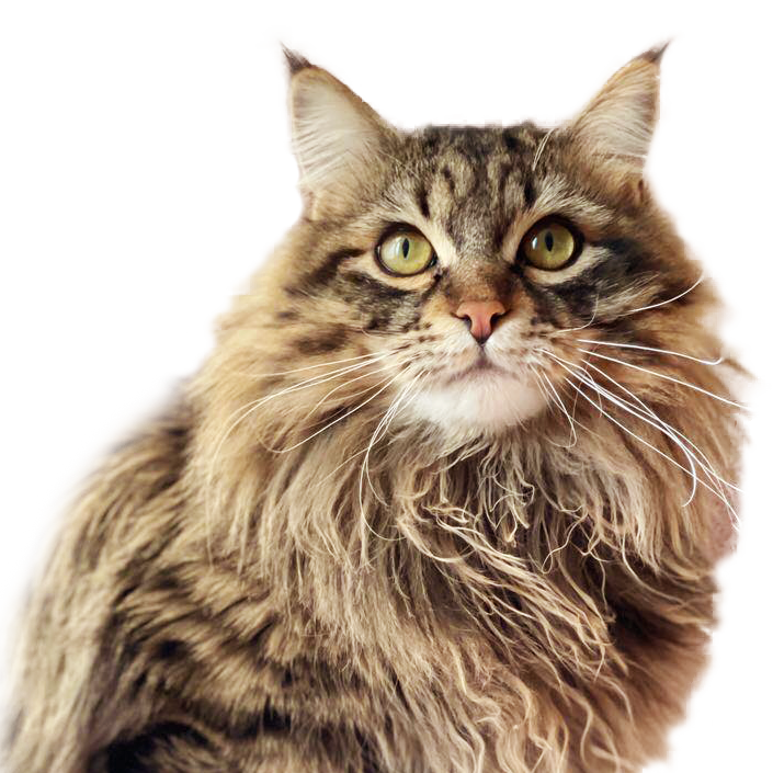 siberian cat in Canada