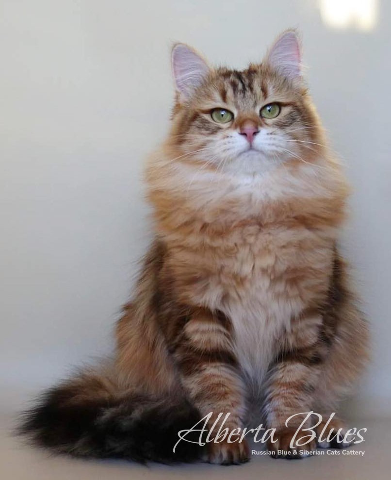 siberian cats near me